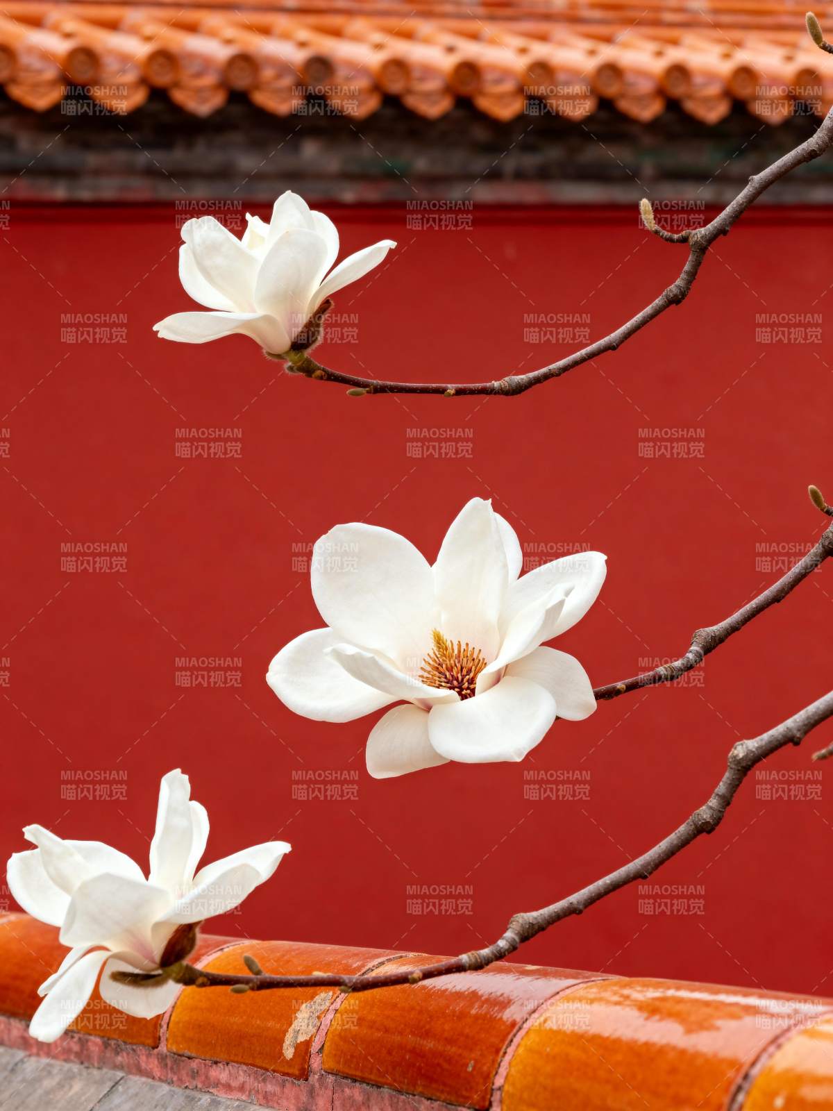 红墙白玉兰图片