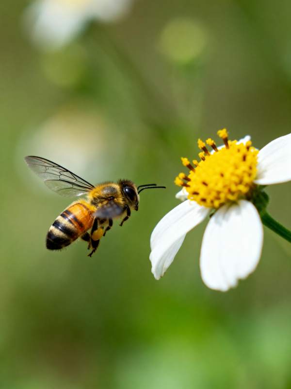 蜜蜂采蜜瞬间图片