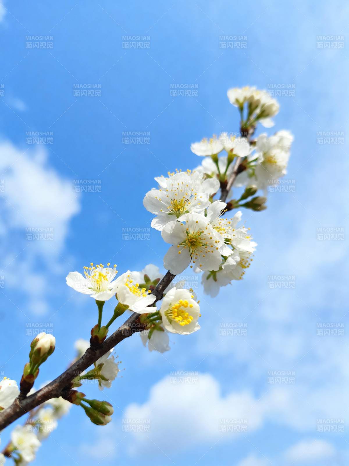 樱花绽放蓝天间图片