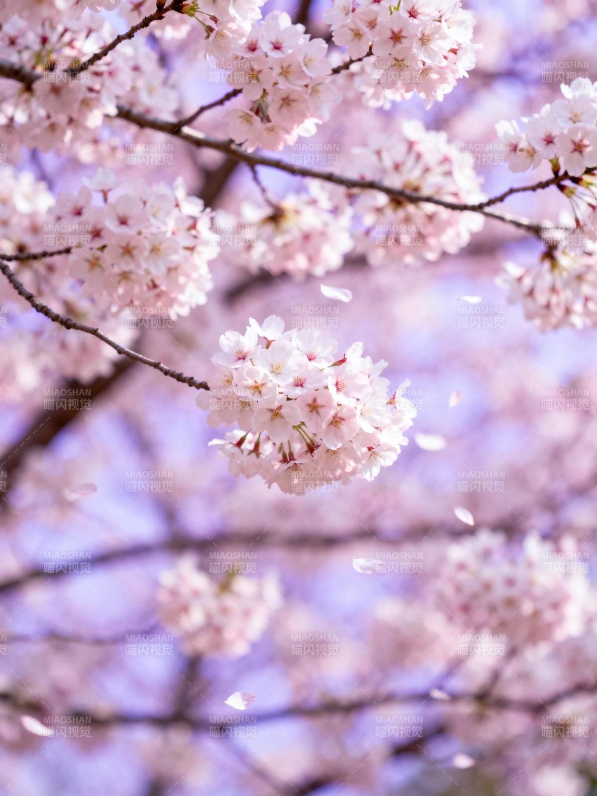 樱花绽放 春意盎然图片