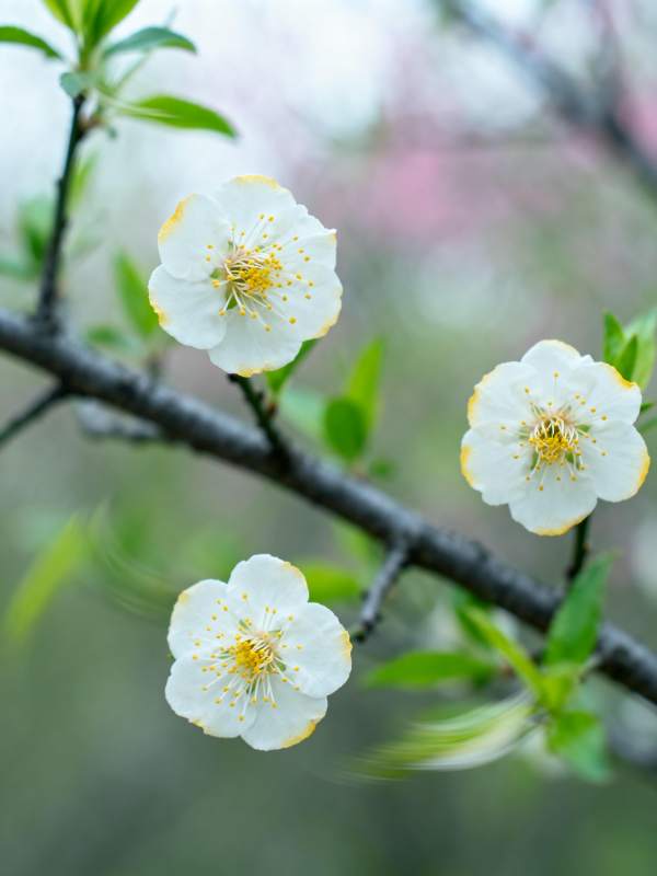 春日花开枝头图片