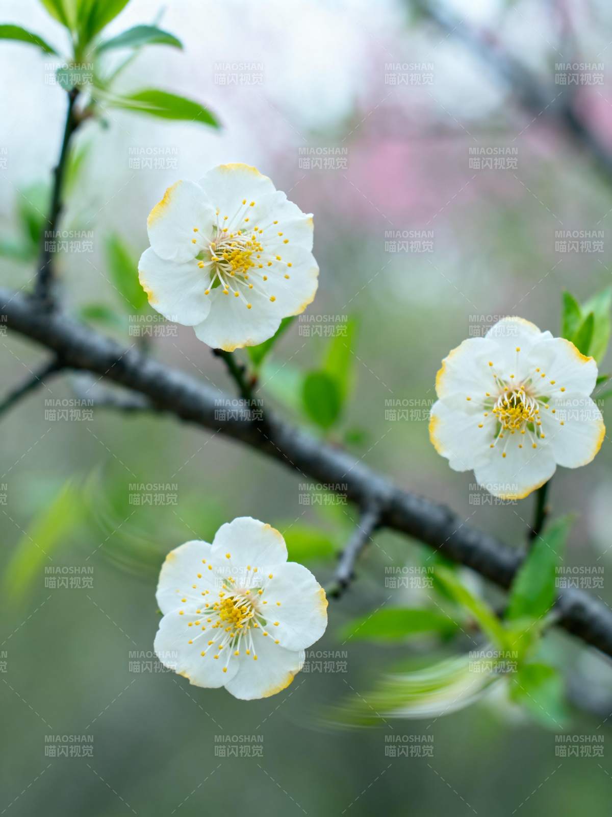 春日花开枝头图片