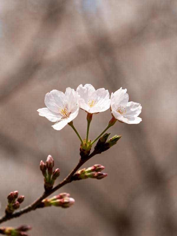 樱花绽放枝头图片