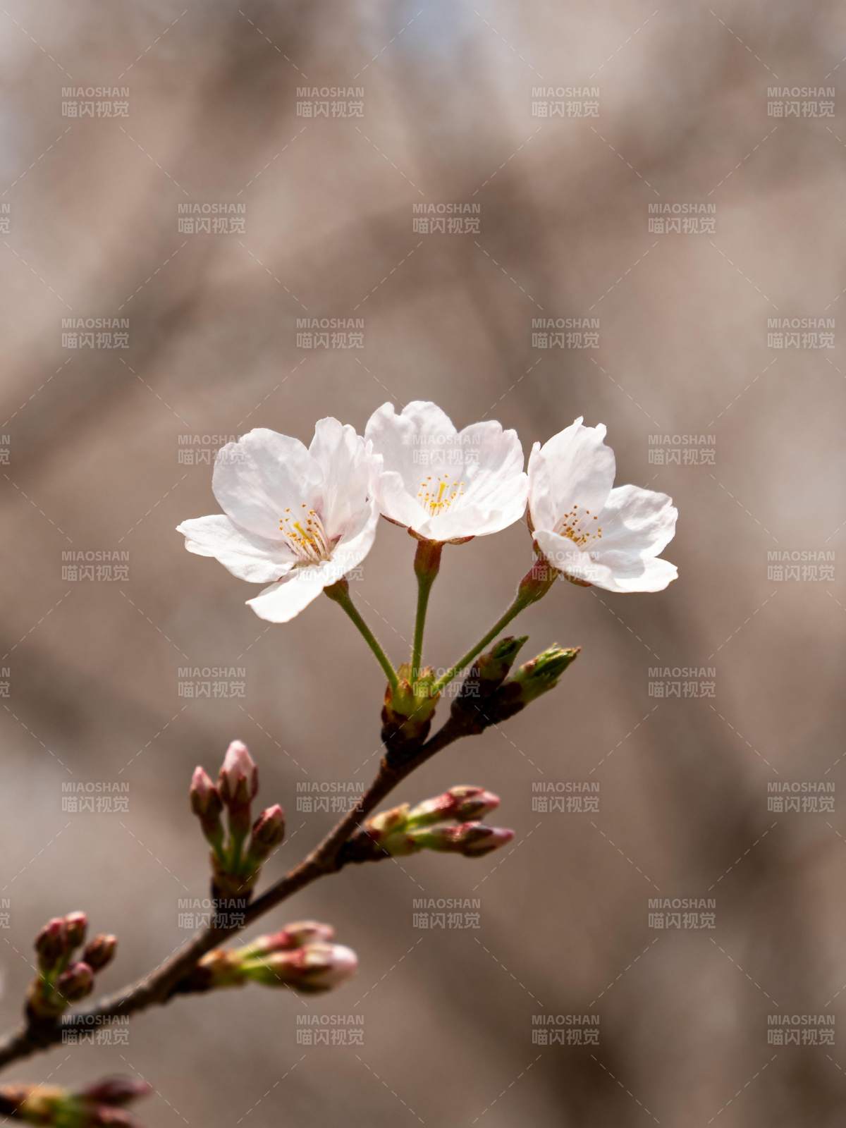 樱花绽放枝头图片