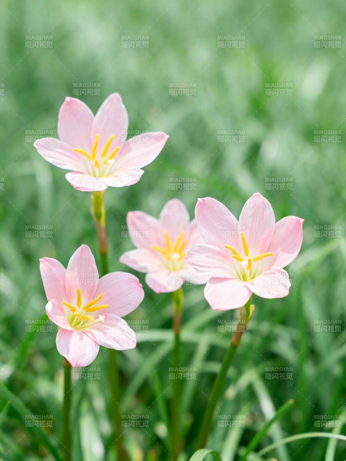 粉花绽放绿意中图片