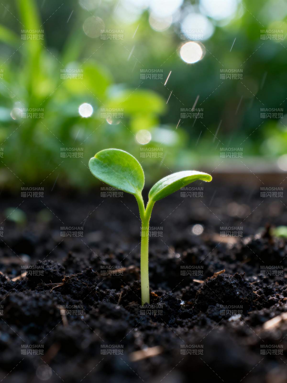 雨中萌芽图片