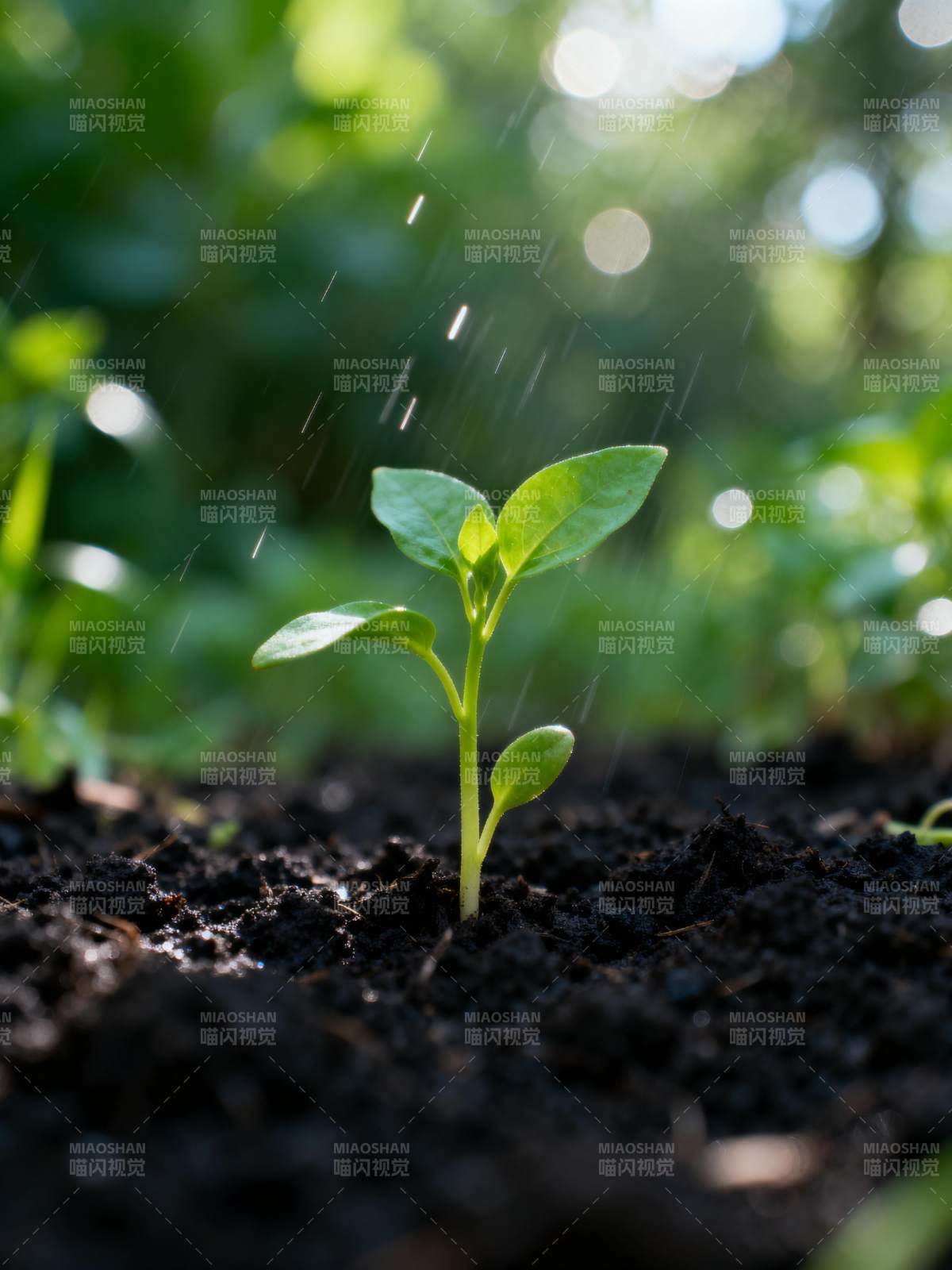 雨润新芽图片