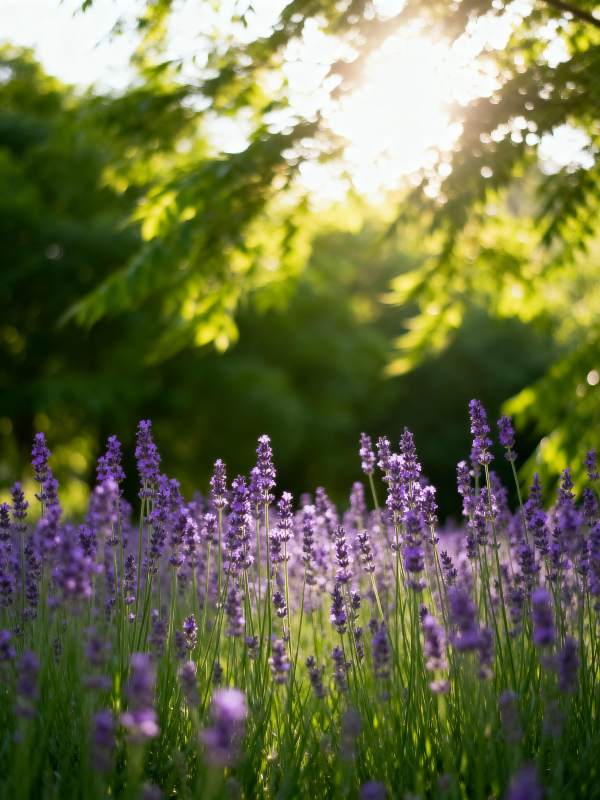 紫花沐浴阳光图片