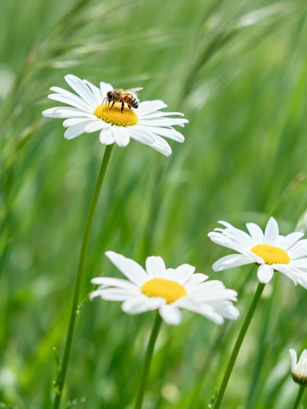 蜜蜂采蜜 花香四溢图片