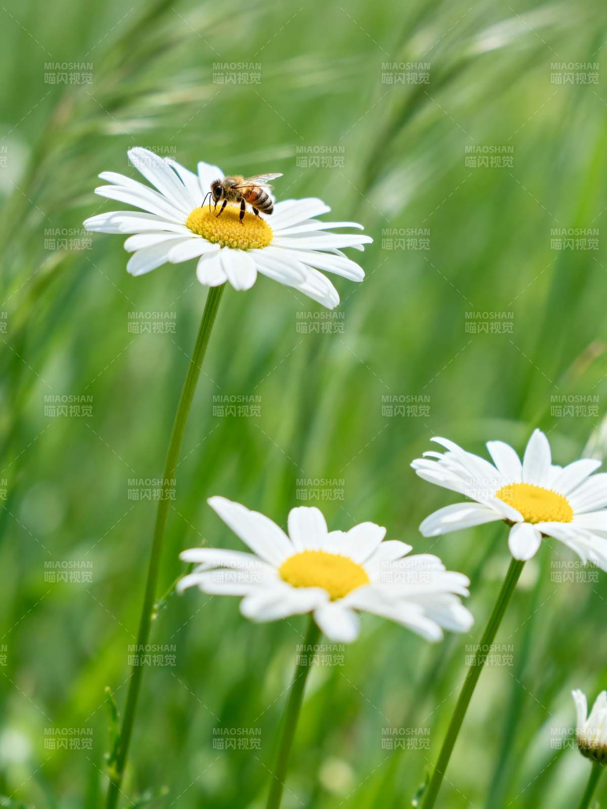 蜜蜂采蜜 花香四溢图片