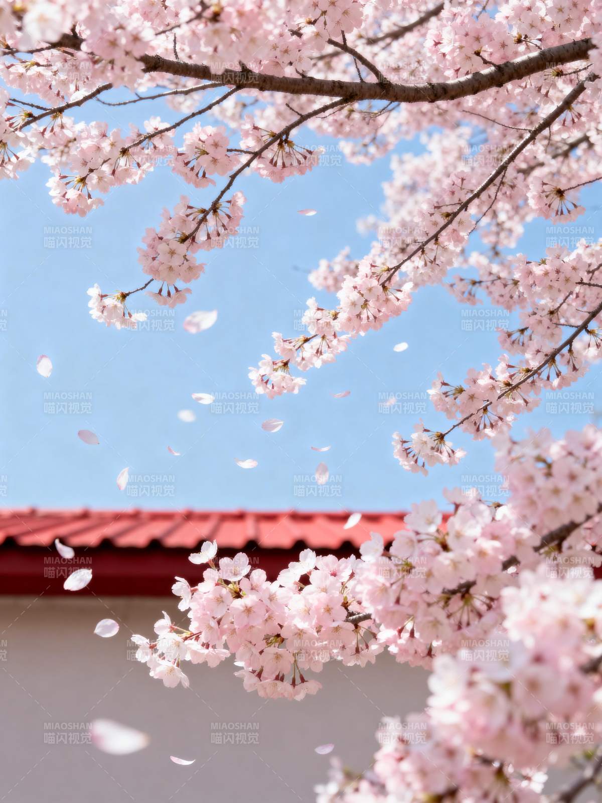 樱花纷飞春意浓图片