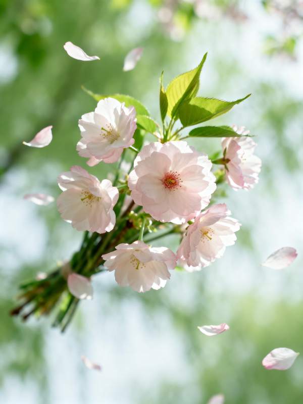 樱花飘落春意浓图片