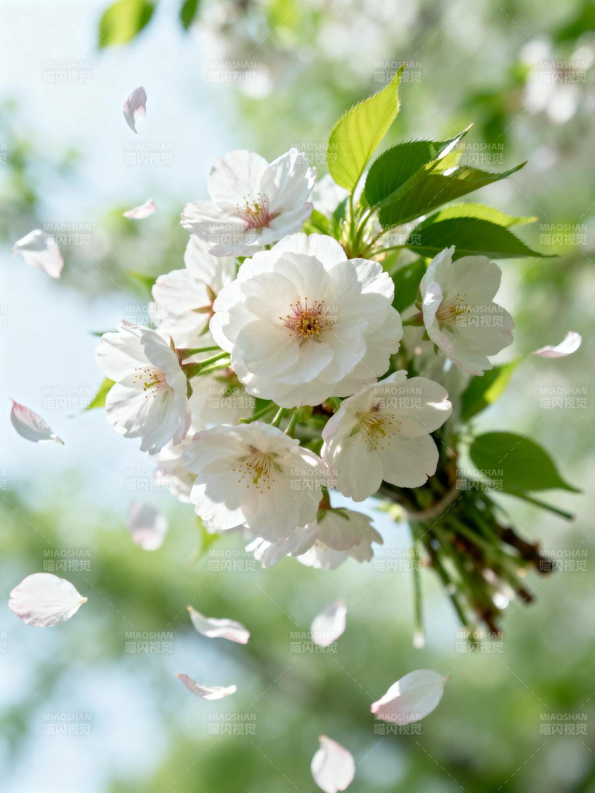 樱花纷飞春意浓图片