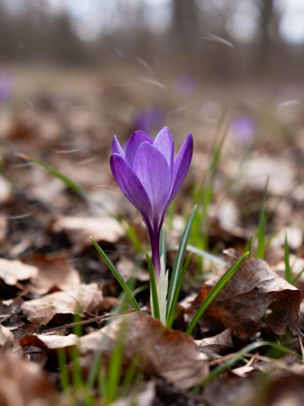 紫花绽放林间图片