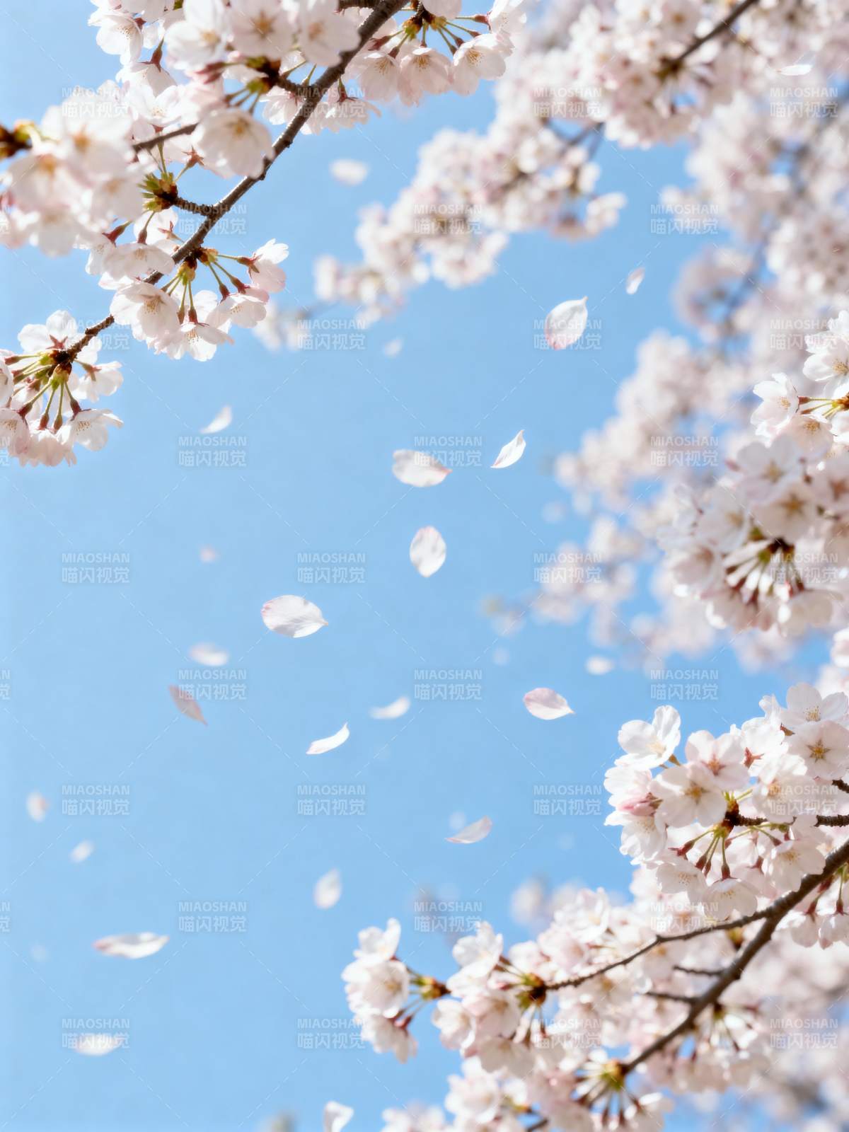 樱花纷飞 春意盎然图片