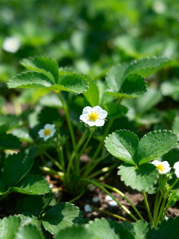 野草莓花绽放图片