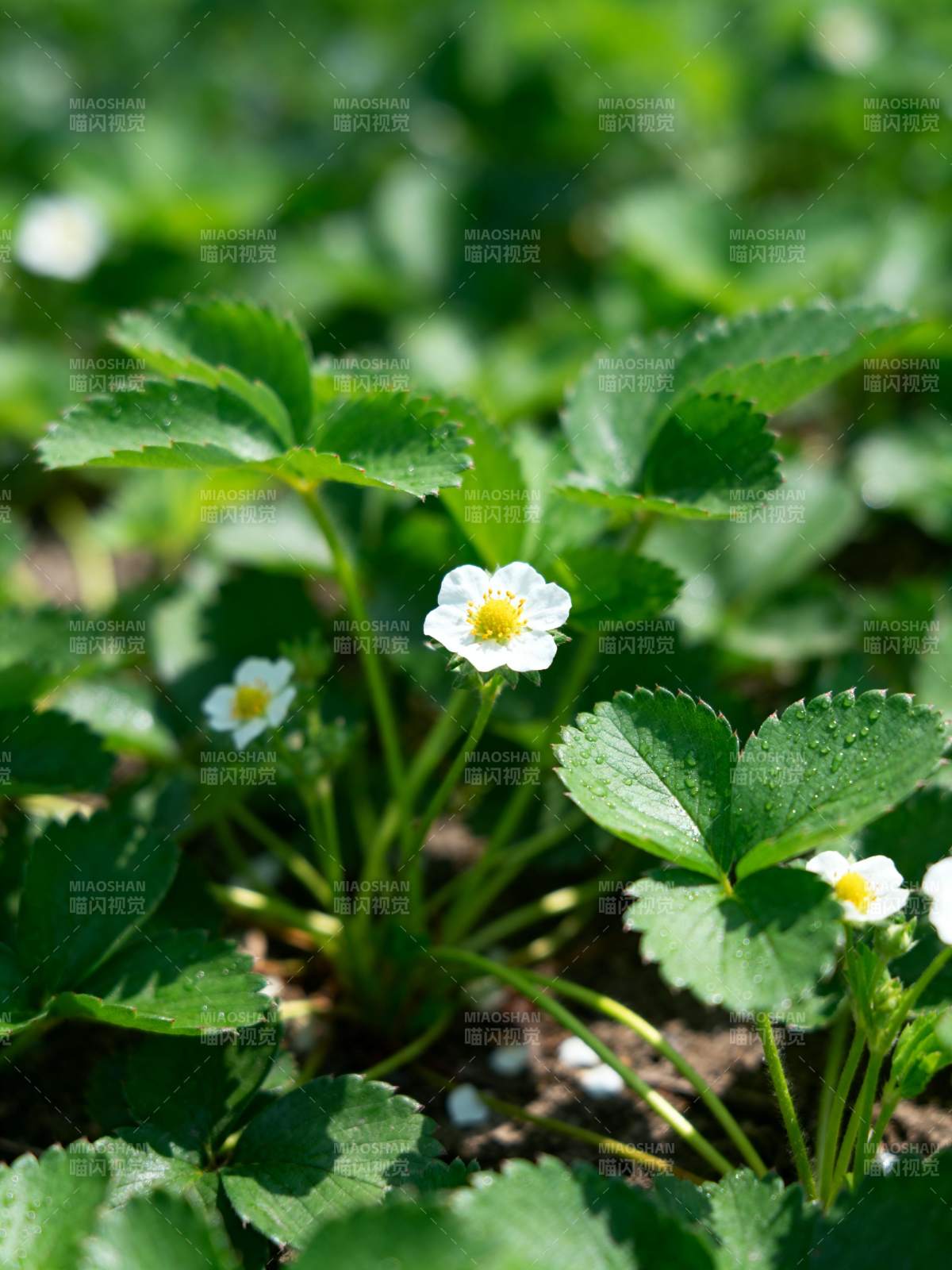 野草莓花绽放图片
