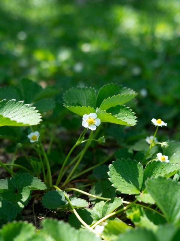 野草莓花绽放图片
