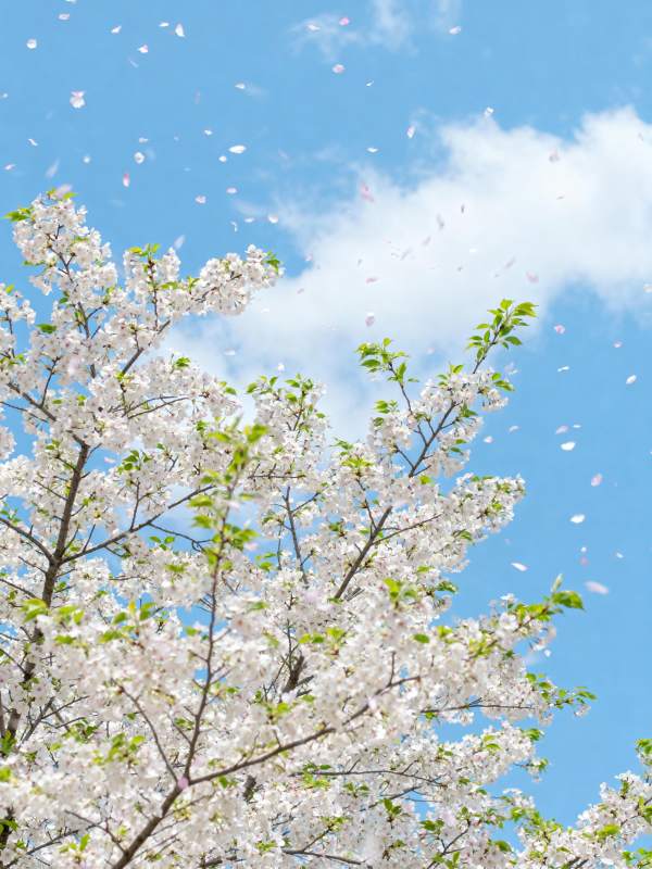 樱花纷飞 春意盎然图片