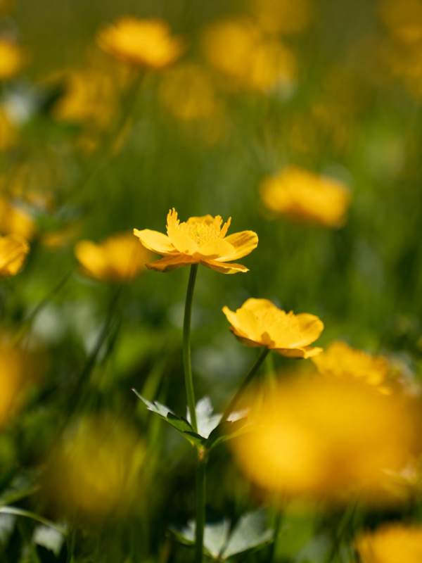 金花绽放春意浓图片