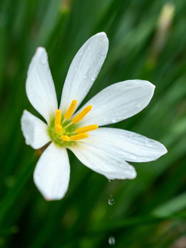 白花黄蕊滴露珠图片