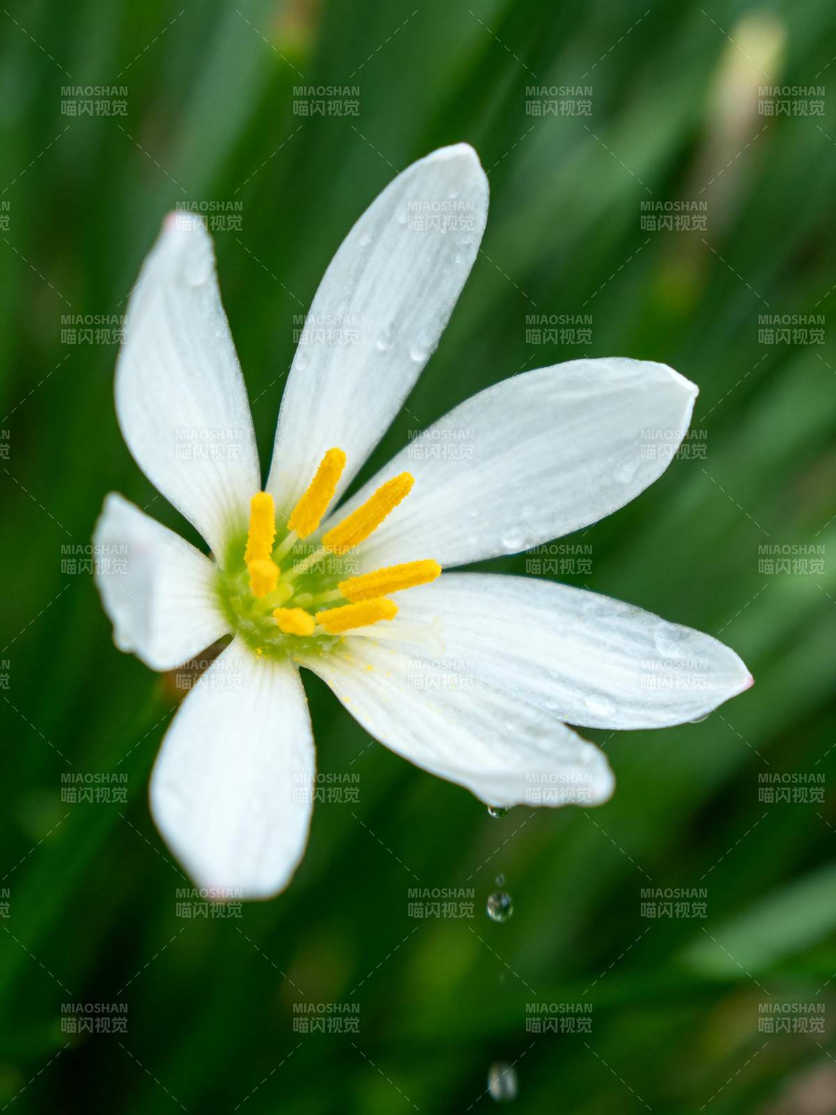 白花黄蕊滴露珠图片