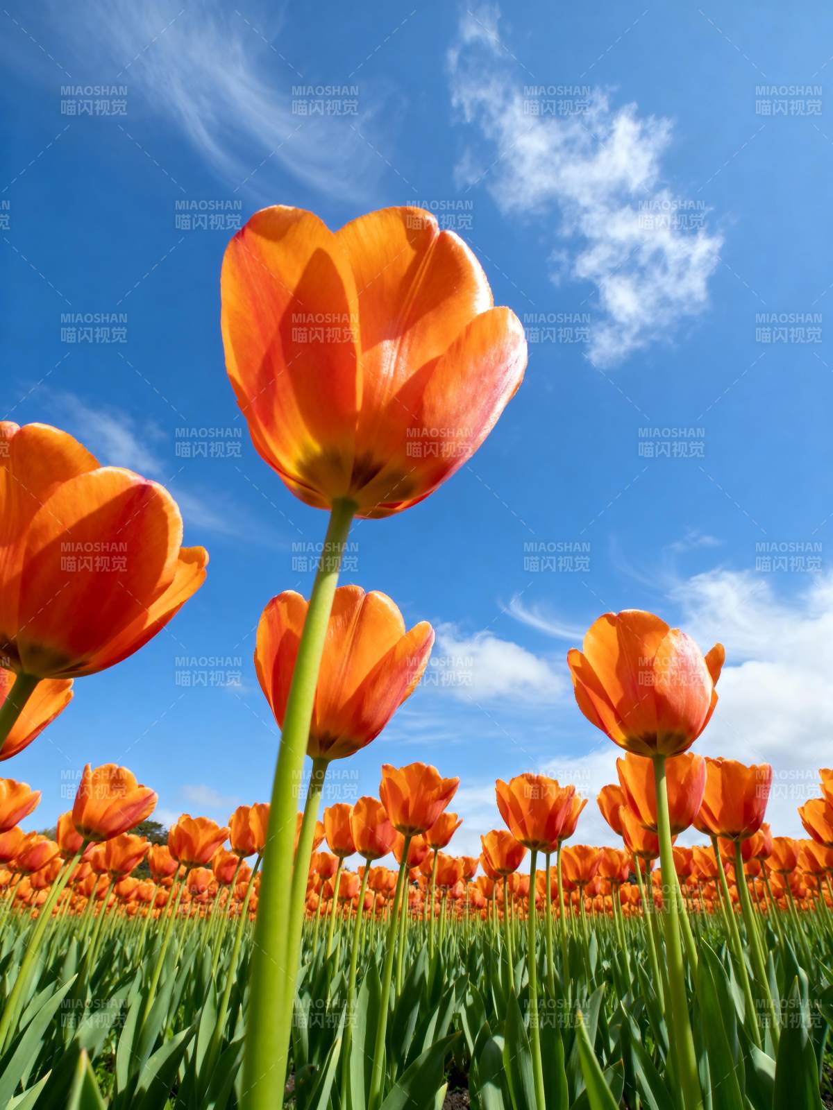 橙郁金香花海图片