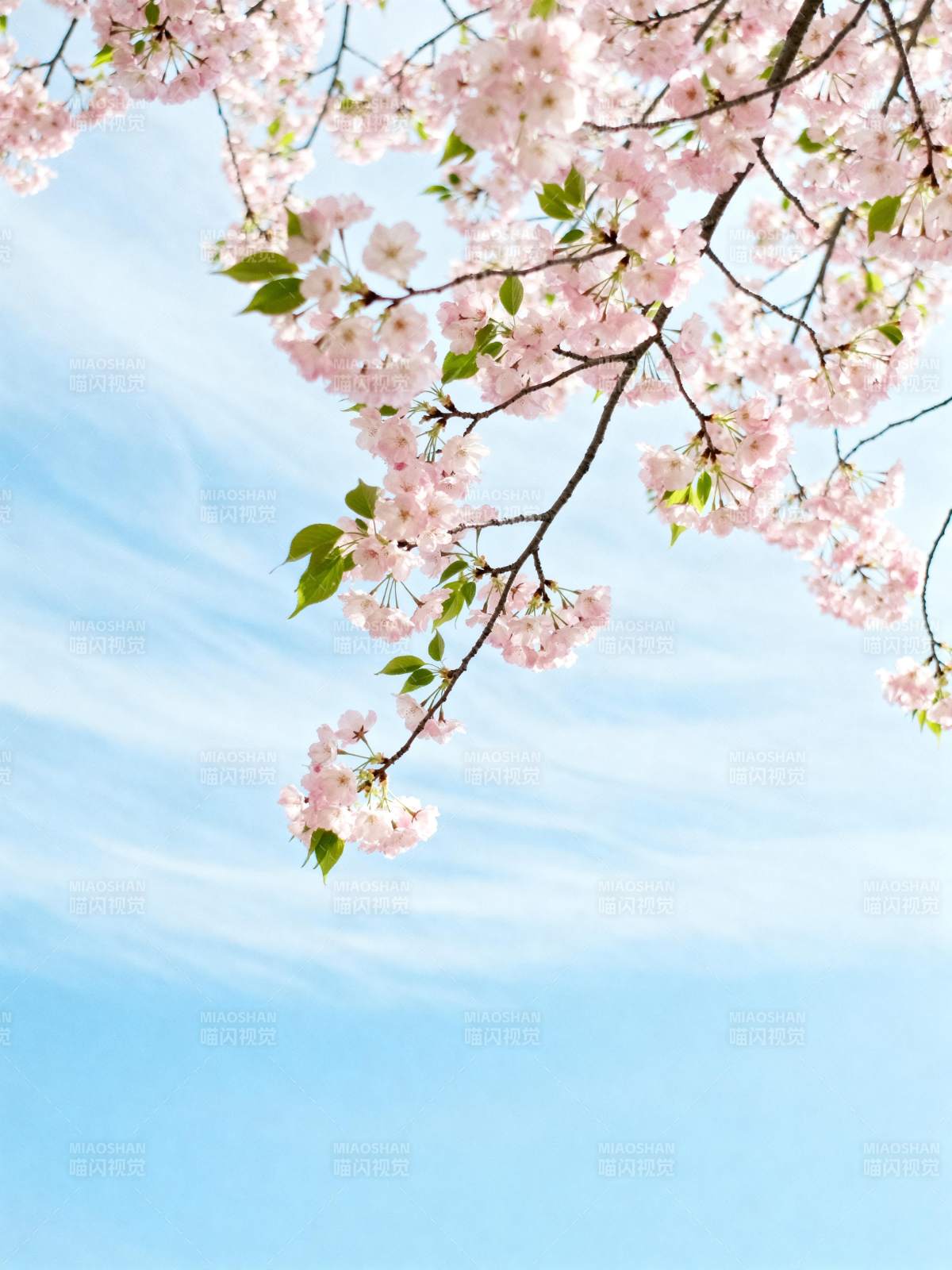 樱花绽放 春意盎然图片