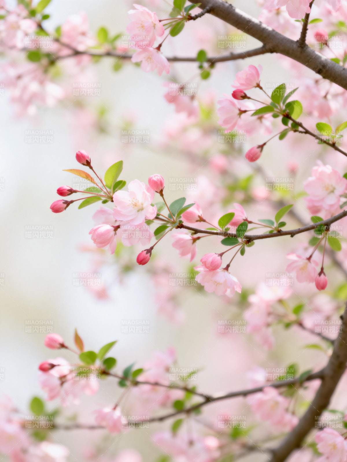 樱花绽放枝头图片