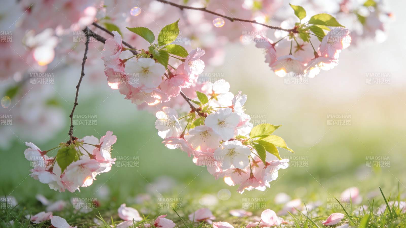 樱花绽放春意浓图片