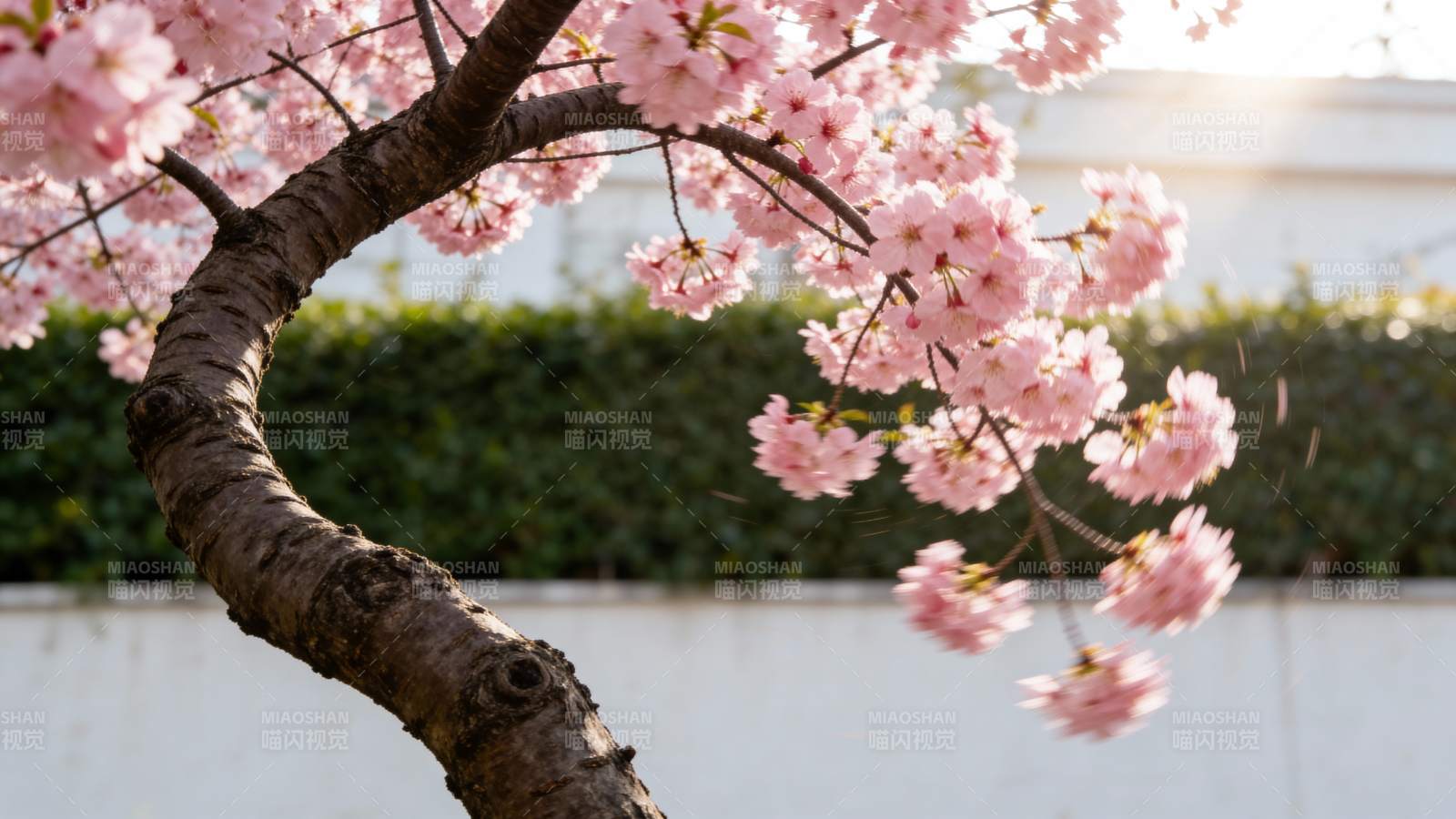 樱花绽放枝头图片