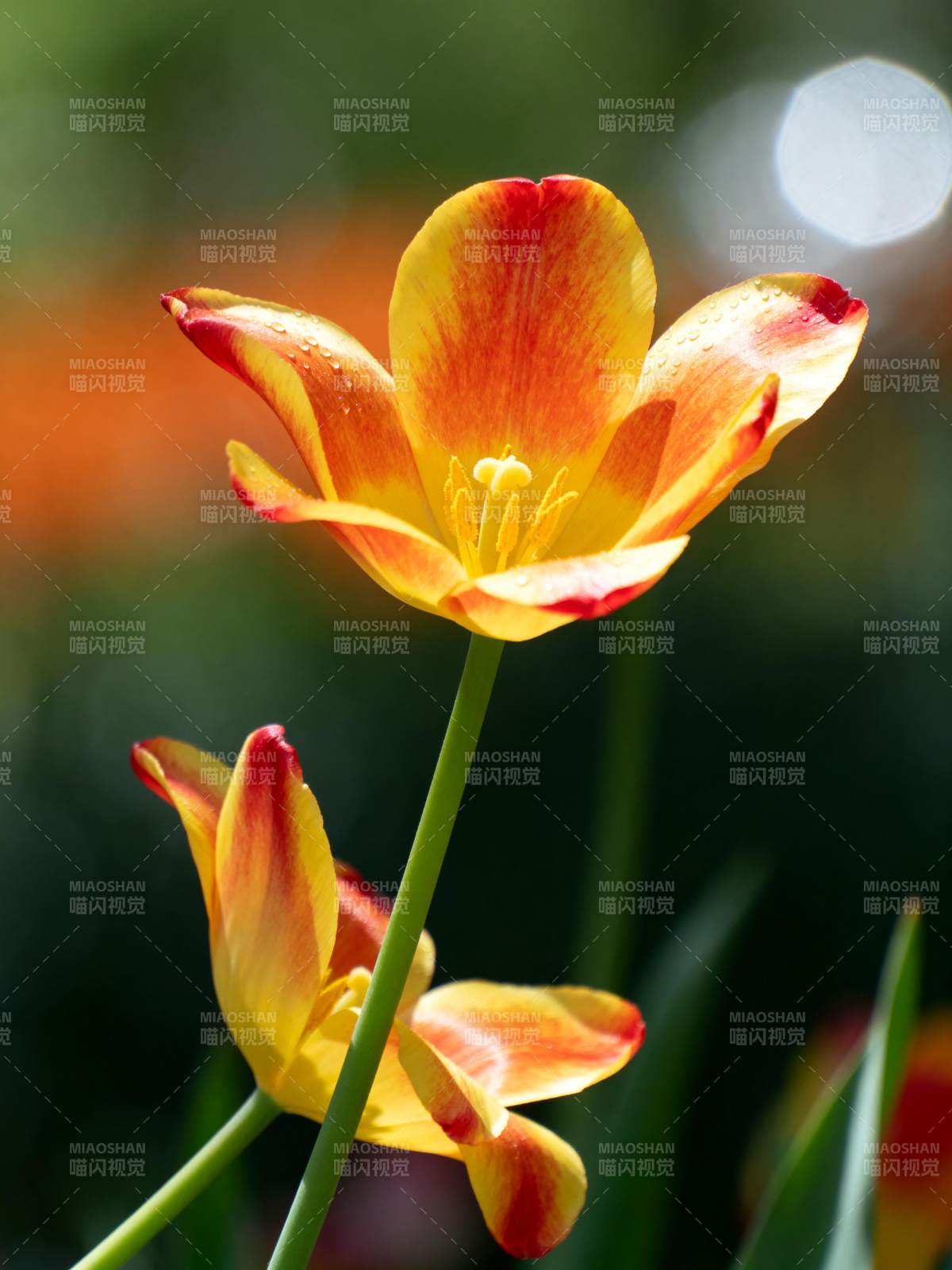 橙黄郁金香绽放图片