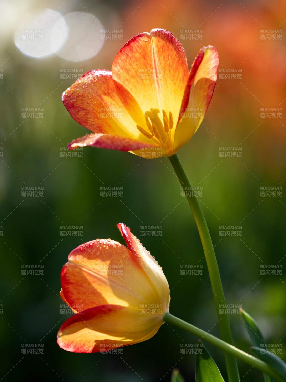 双色郁金香绽放图片