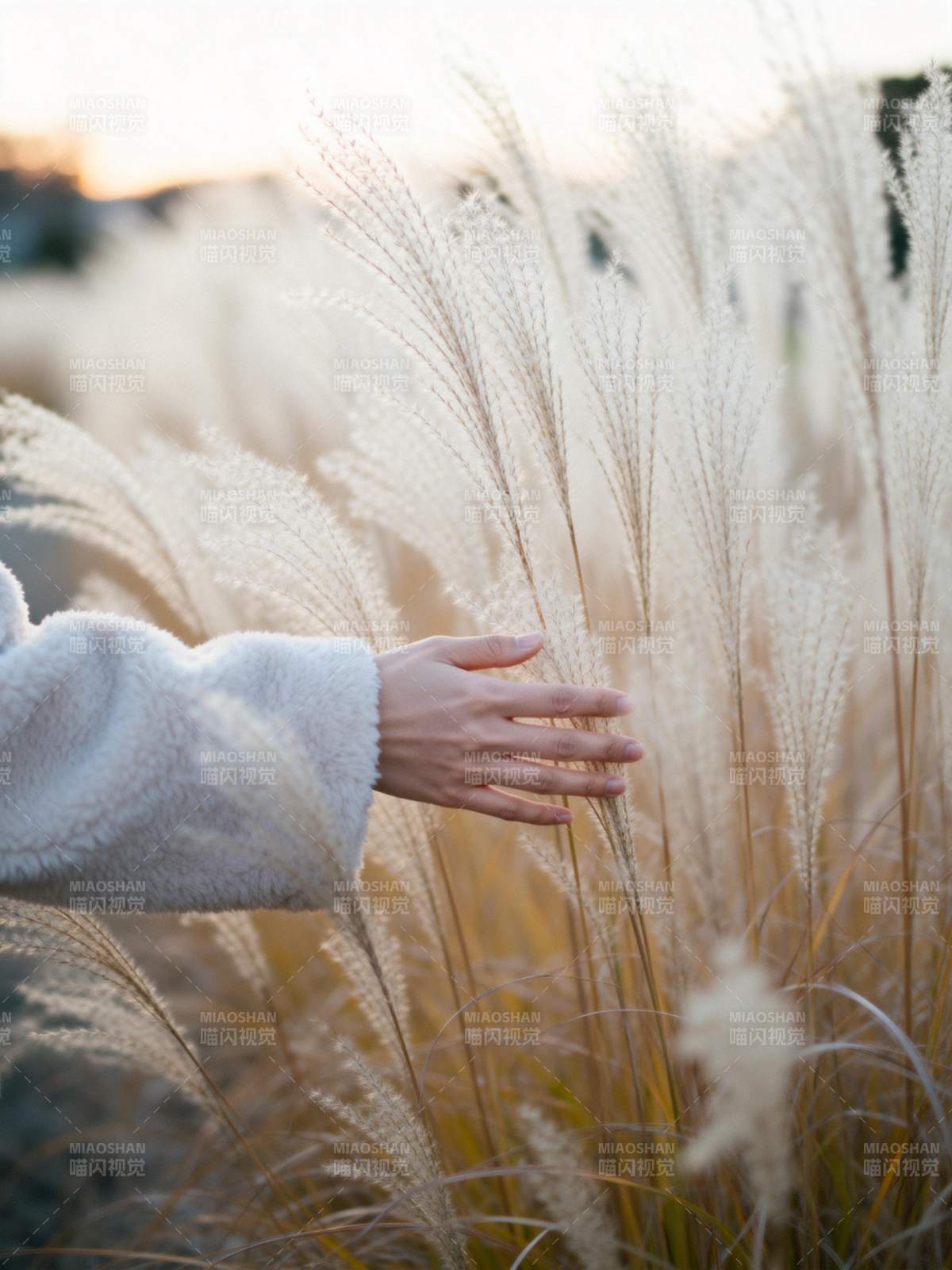 秋日轻抚芦苇图片