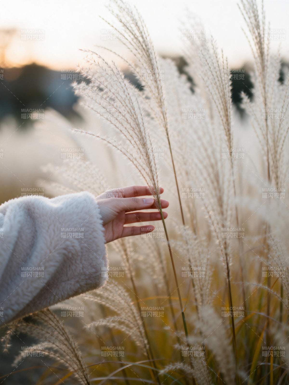 秋日轻抚芦苇图片