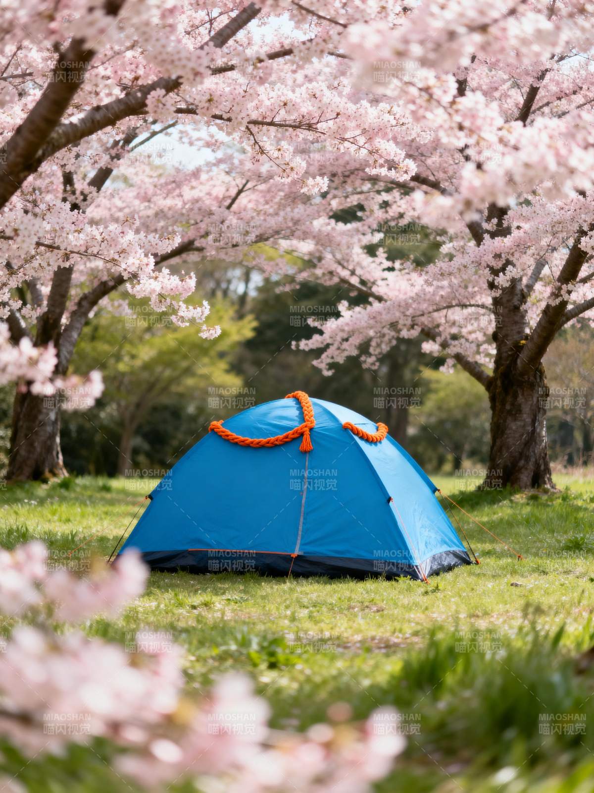 樱花树下露营图片