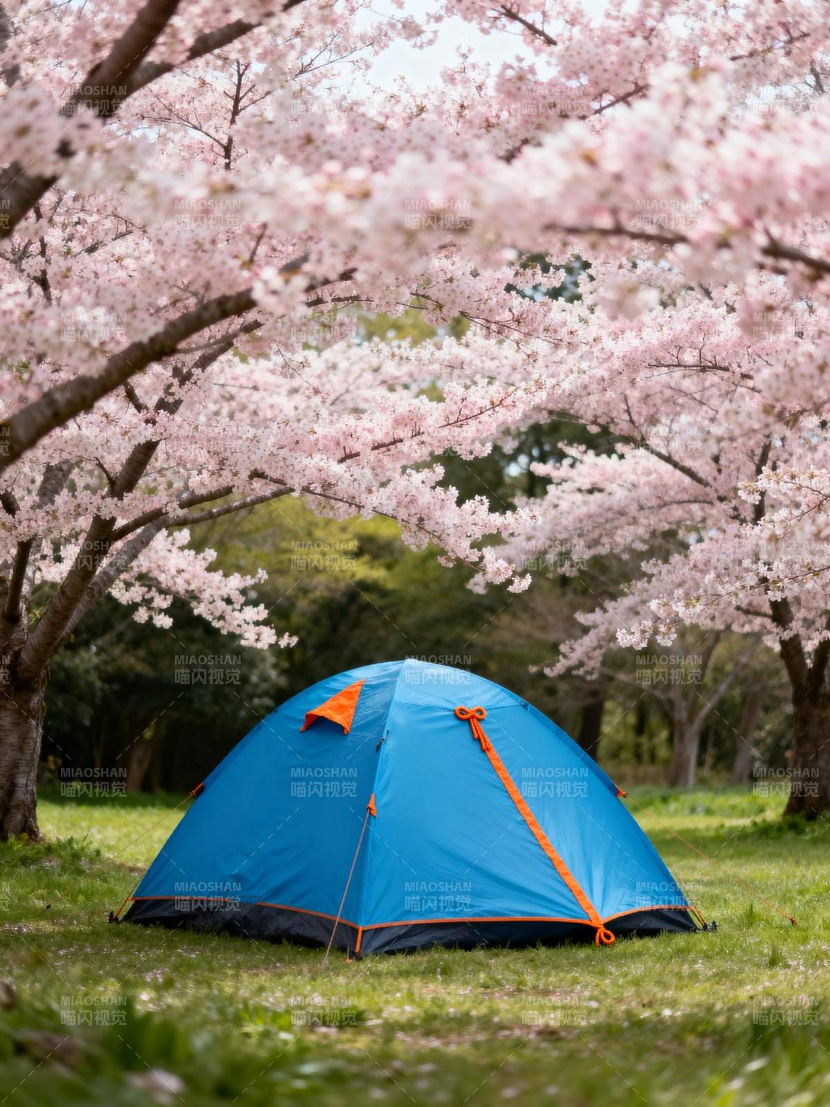 樱花树下露营图片