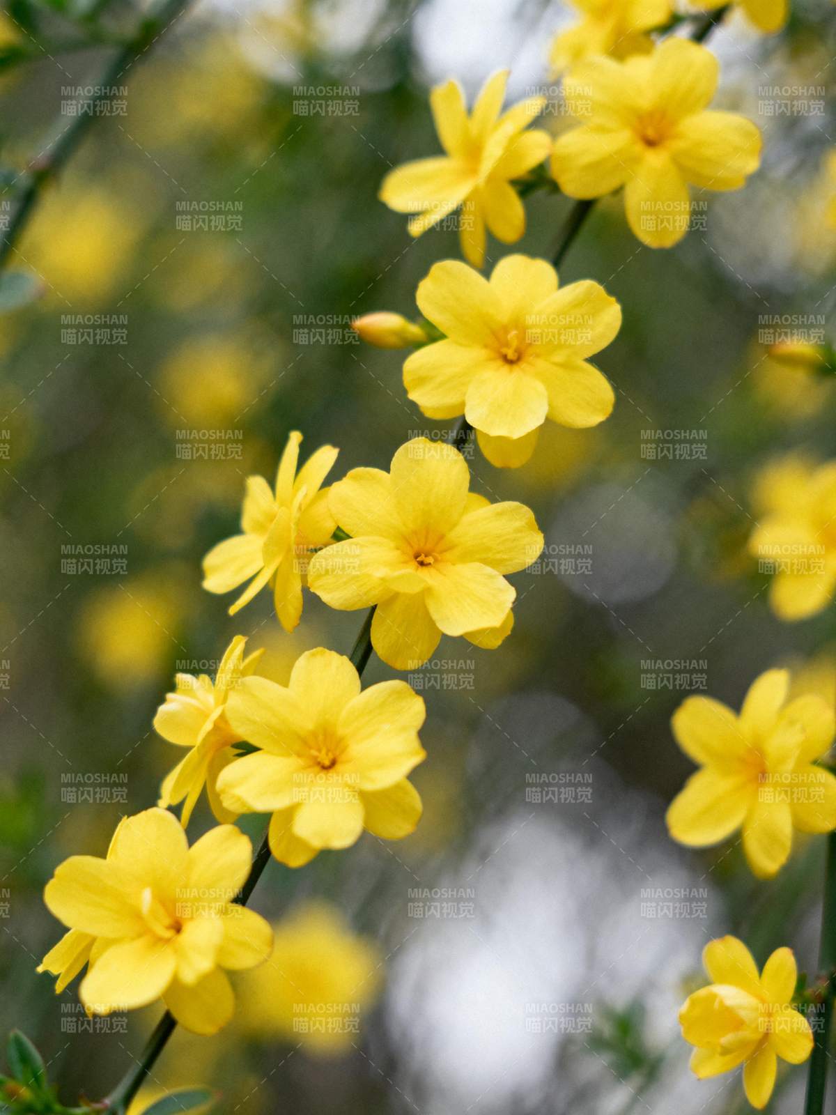 春日黄花绽放图片