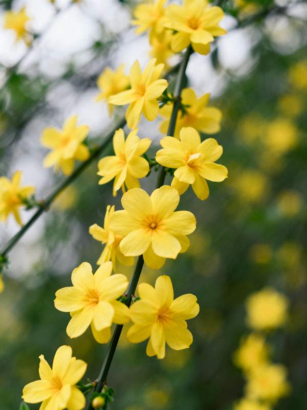 迎春花绽放枝头图片