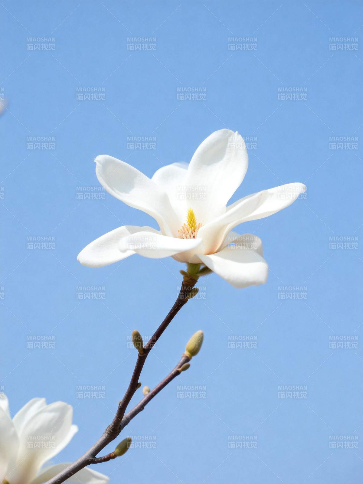 玉兰花绽放蓝天图片