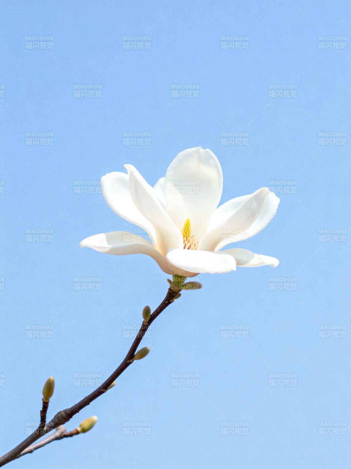 玉兰绽放蓝天图片