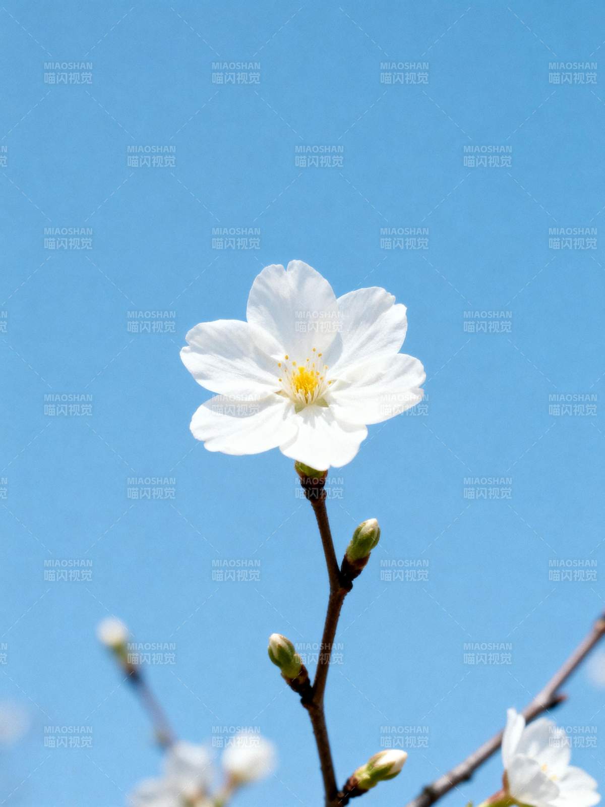 樱花绽放蓝天图片