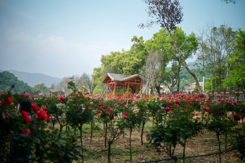 花海中的小亭子图片