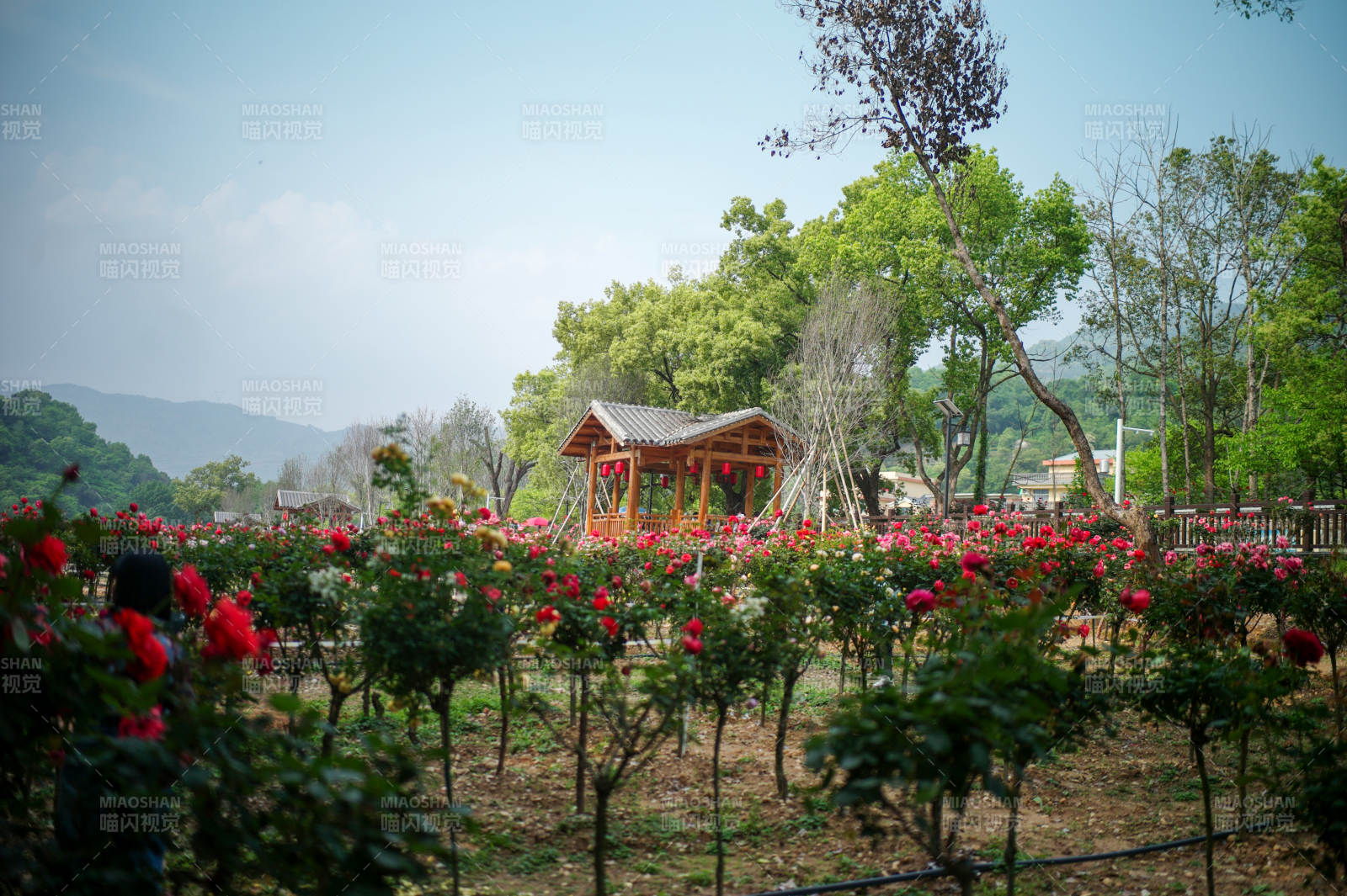 花海中的小亭子图片