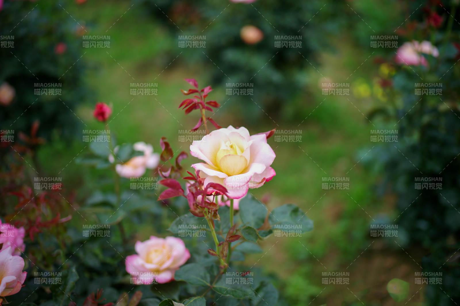 玫瑰绽放花园中图片