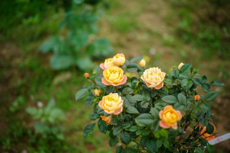 黄玫瑰绽放花园图片