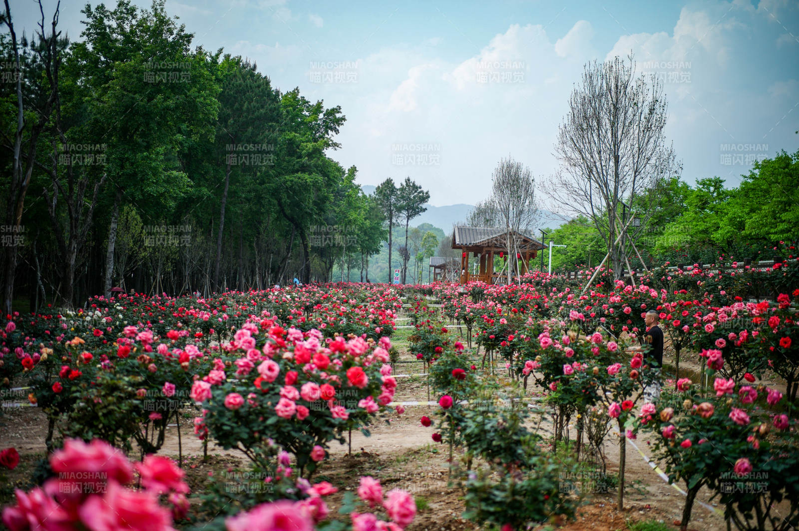 花海绽放 春意盎然图片