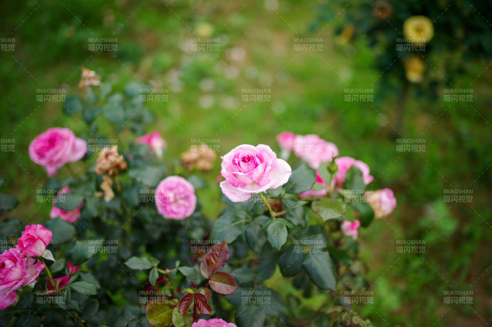 粉玫瑰绽放花园图片