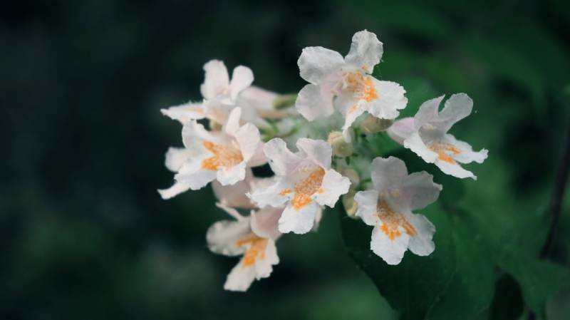 洁白花朵绽放枝头图片