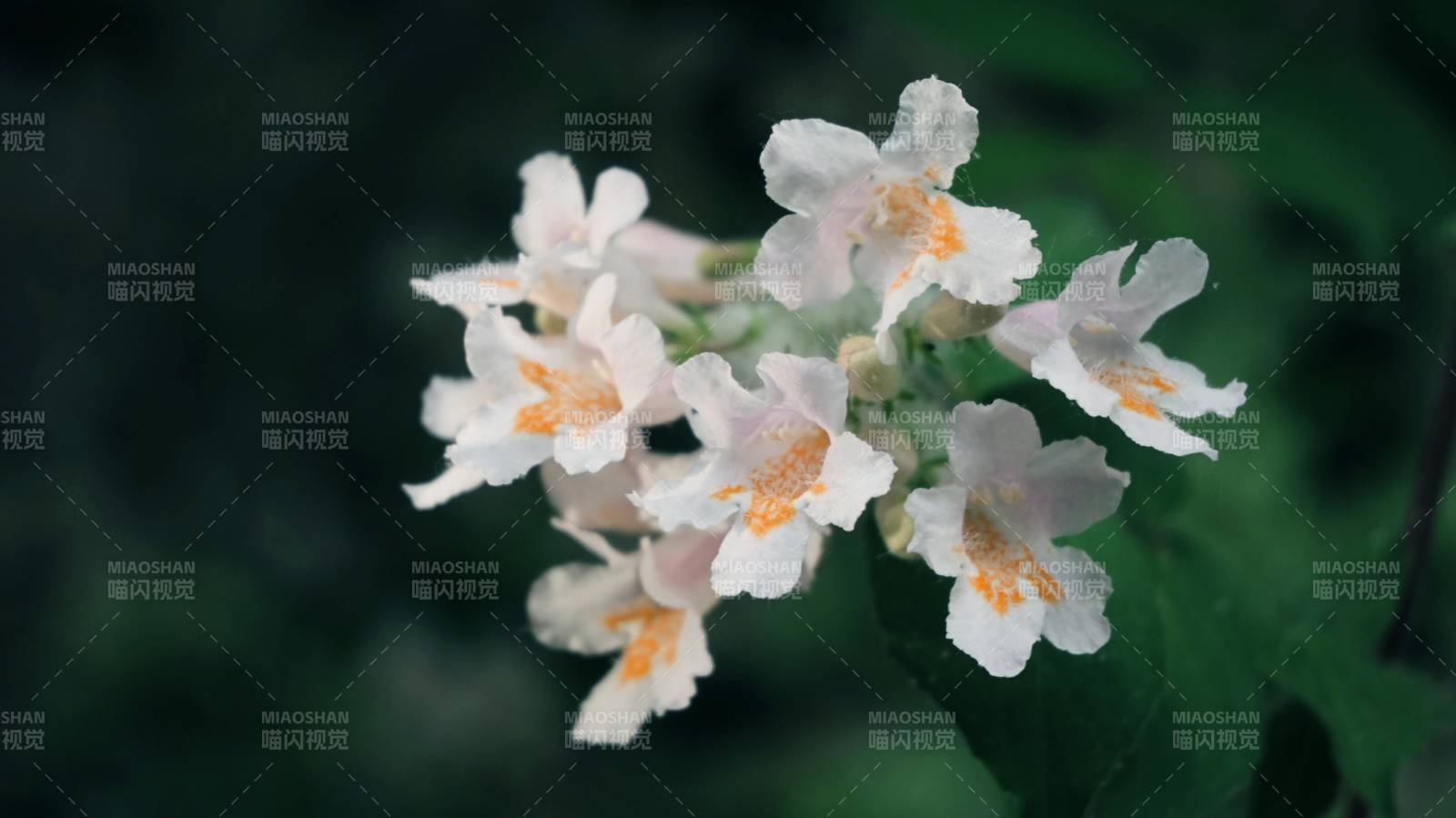 洁白花朵绽放图片